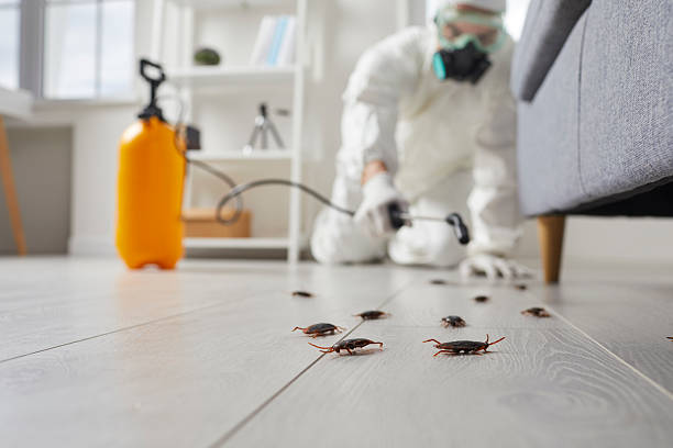Commercial Kitchen Cockroach Control in Woodville